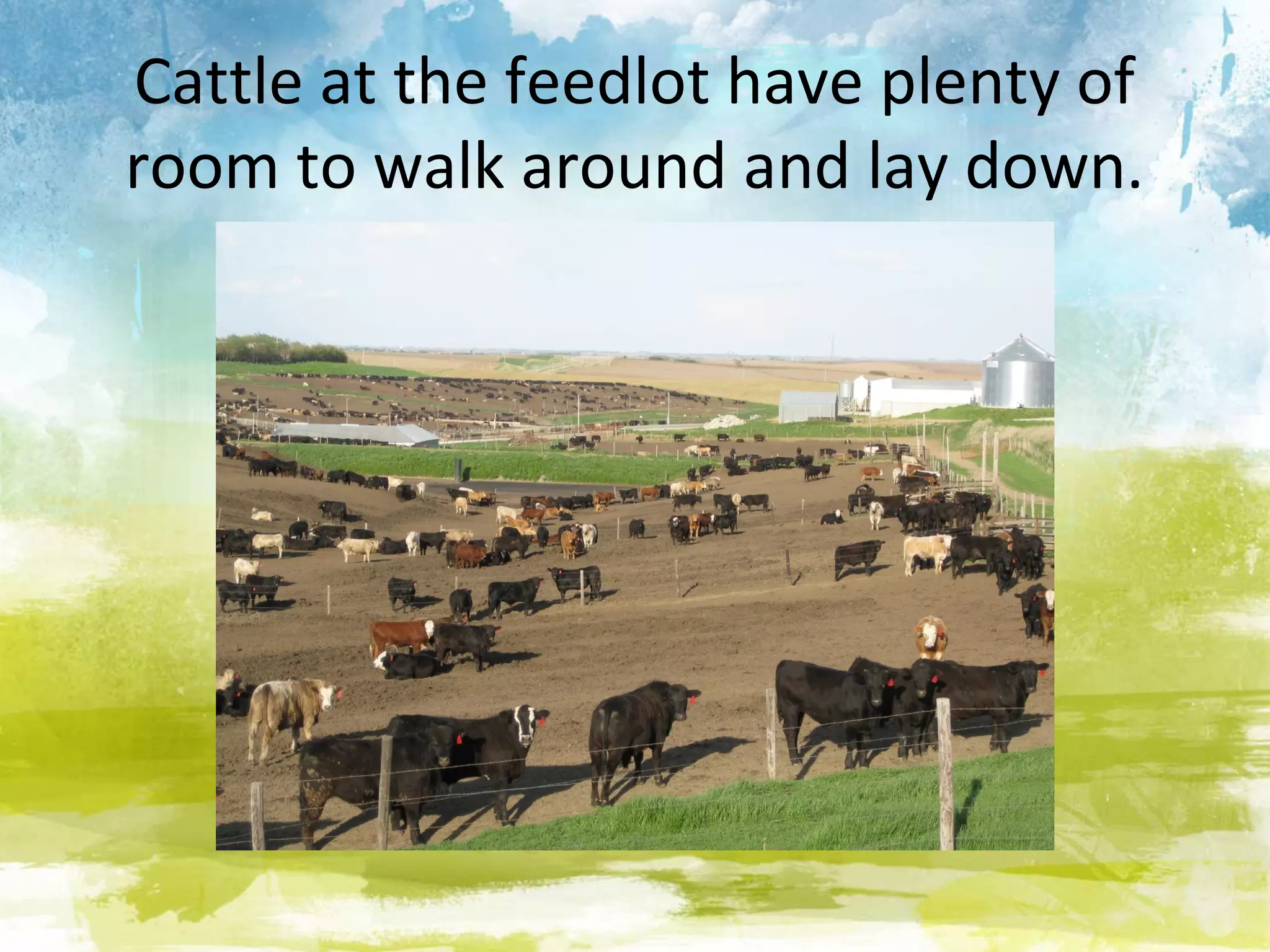 Cattle at the feedlot have plenty of
room to walk around and lay down.
 
