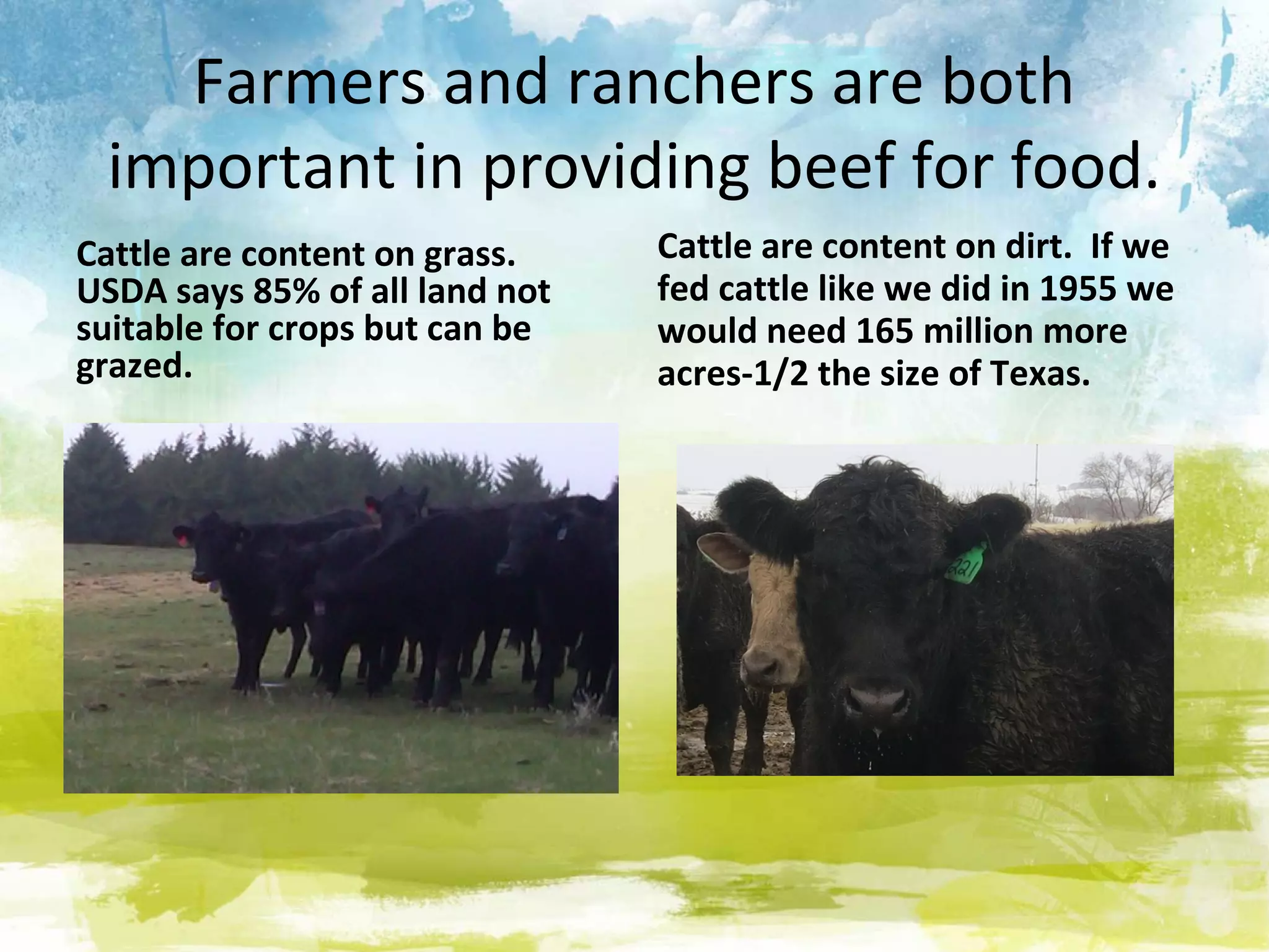 Farmers and ranchers are both
 important in providing beef for food.
Cattle are content on grass.    Cattle are content on dirt. If we
USDA says 85% of all land not   fed cattle like we did in 1955 we
suitable for crops but can be   would need 165 million more
grazed.                         acres-1/2 the size of Texas.
 