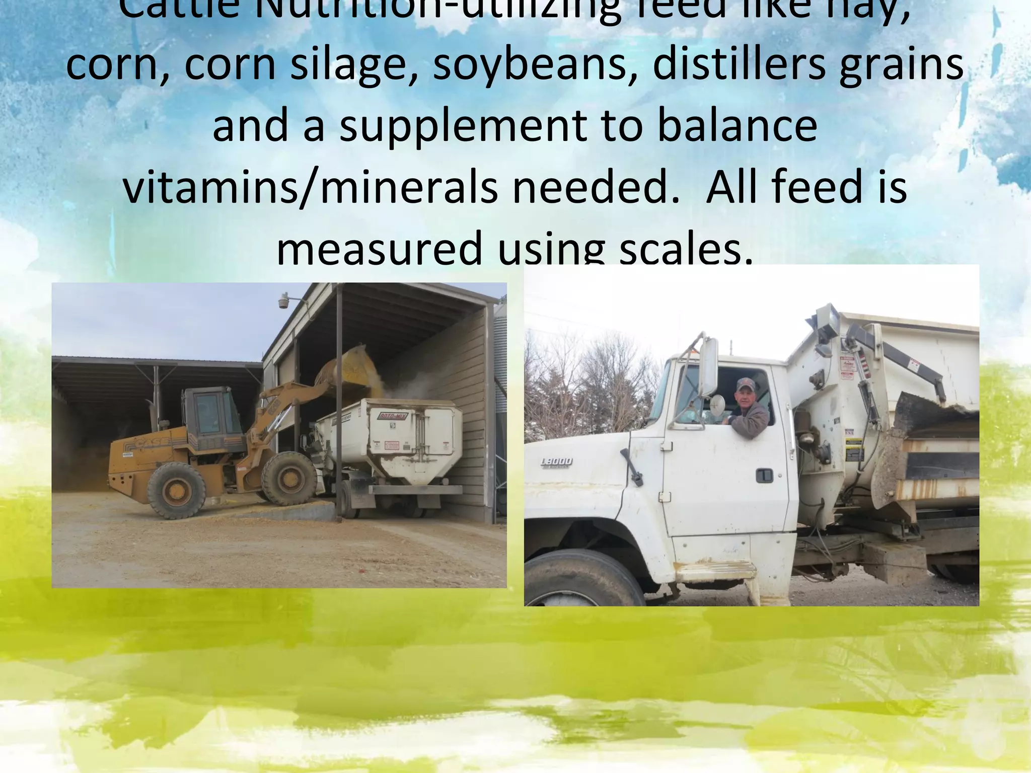 Cattle Nutrition-utilizing feed like hay,
corn, corn silage, soybeans, distillers grains
       and a supplement to balance
  vitamins/minerals needed. All feed is
          measured using scales.
 