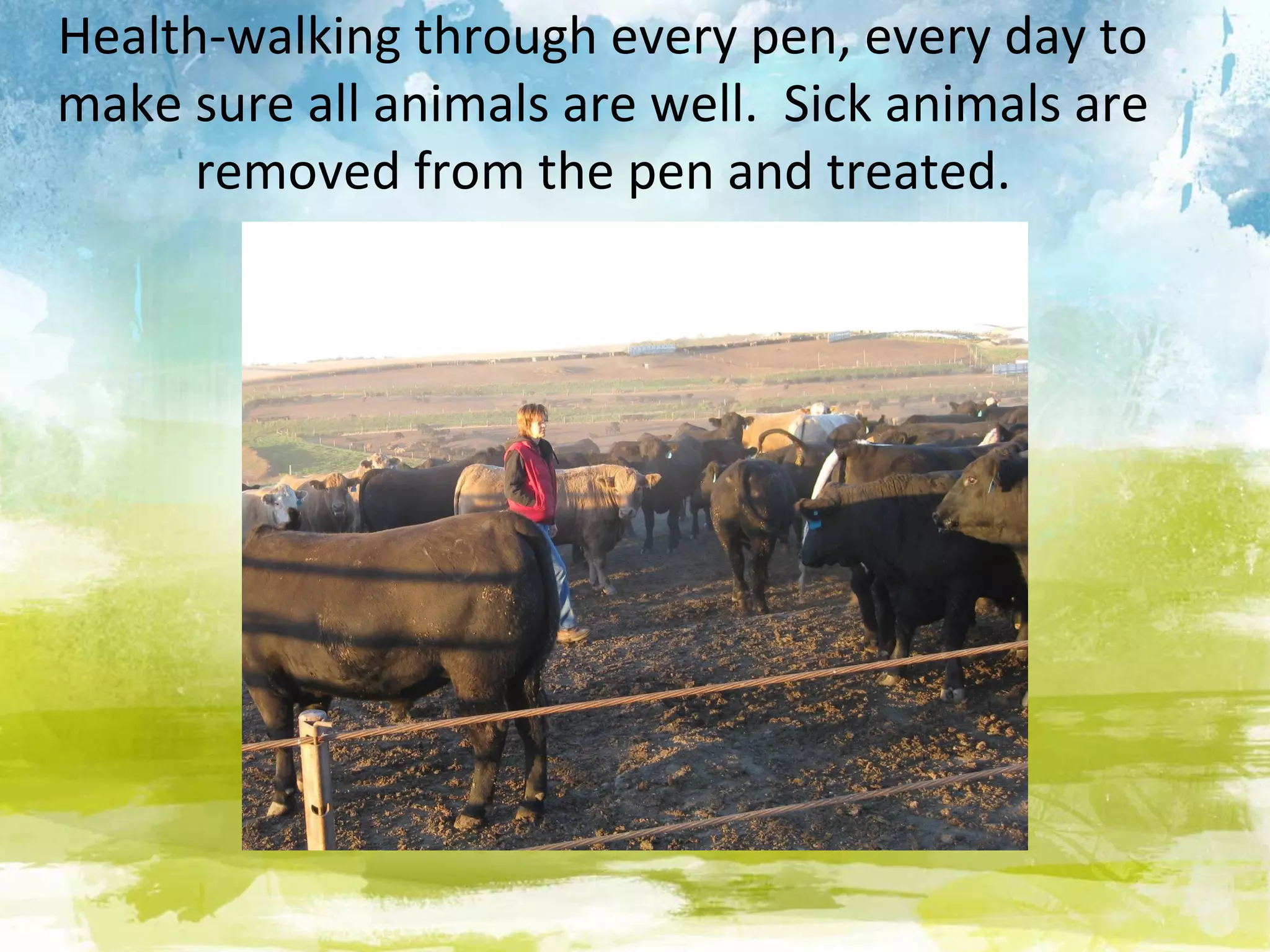 Health-walking through every pen, every day to
make sure all animals are well. Sick animals are
      removed from the pen and treated.
 