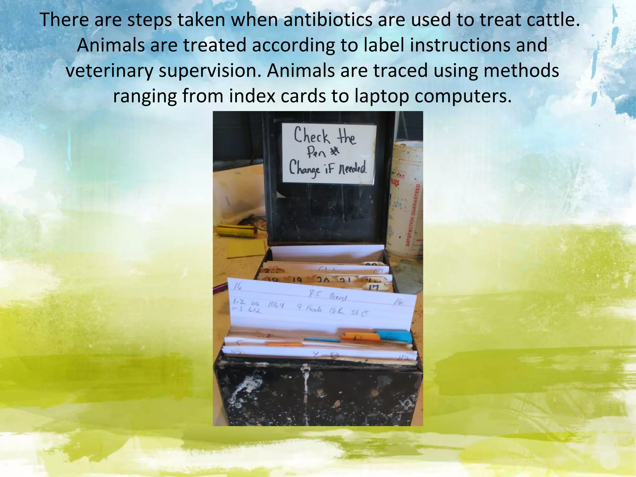 There are steps taken when antibiotics are used to treat cattle.
    Animals are treated according to label instructions and
  veterinary supervision. Animals are traced using methods
        ranging from index cards to laptop computers.
 