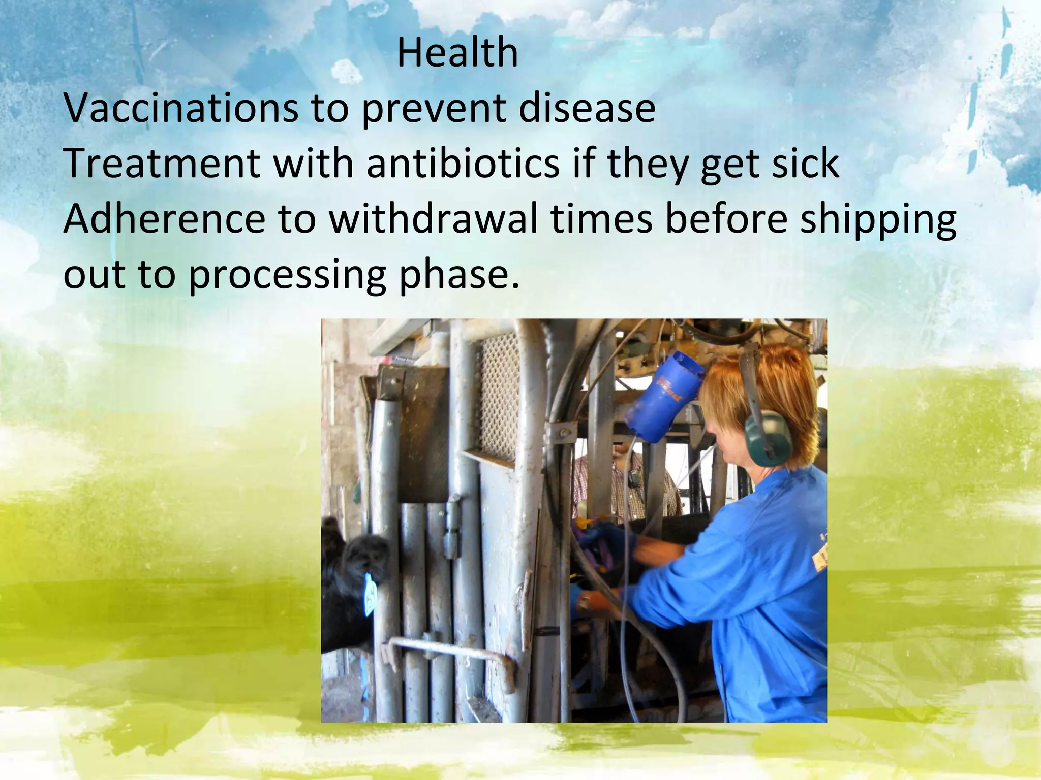 Health
Vaccinations to prevent disease
Treatment with antibiotics if they get sick
Adherence to withdrawal times before shipping
out to processing phase.
 