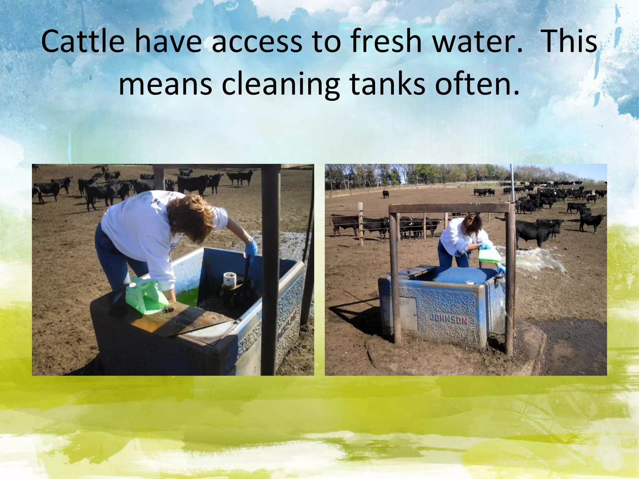 Cattle have access to fresh water. This
      means cleaning tanks often.
 