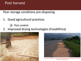 Post harvest
Poor storage conditions pre-disposing
1. Good agricultural practices
 Pest control
2. Improved drying technologies (FoodAfrica)
Improper drying of grains - Different grains being dried on roadside with rains looming
in the horizon. Photo by IITA
 