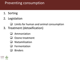 Preventing consumption
1. Sorting
2. Legislation
 Limits for human and animal consumption
3. Treatment (detoxification)
 Ammoniation
 Ozone treatment
 Nixtamilization
 Fermentation
 Binders
 
