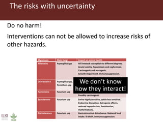 The risks with uncertainty
Do no harm!
Interventions can not be allowed to increase risks of
other hazards.
Mycotoxin Main fungi Impact on animal health
Aflatoxins Aspergillus spp All livestock susceptible to different degrees.
Acute toxicity, hepatotoxic and nephrotoxic.
Carcinogenic and mutagenic.
Growth impairment. Immunosuppression.
Ochratoxin A Aspergillus spp,
Penicillum spp
Nephrotoxic
Immunosuppression
Possibly carcinogenic
Fumonisins Fusarium spp Toxic to liver and central nervous system
Possibly carcinogenic
Zearalenone Fusarium spp Swine highly sensitive, cattle less sensitive.
Endocrine disruption. Estrogenic effects,
reduced reproduction, feminisation,
malformations.
Trichotecenes Fusarium spp Gastrointestinal disturbance. Reduced feed
intake. Ill-thrift. Immunosuppression.
We don’t know
how they interact!
 