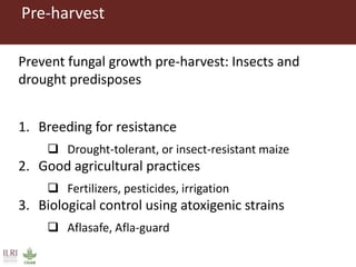 What is CGIAR doing on aflatoxins—And what are aflatoxins doing in the milk?
