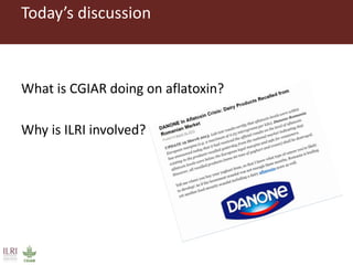 What is CGIAR doing on aflatoxins—And what are aflatoxins doing in the milk?
