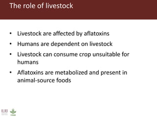 What is CGIAR doing on aflatoxins—And what are aflatoxins doing in the milk?