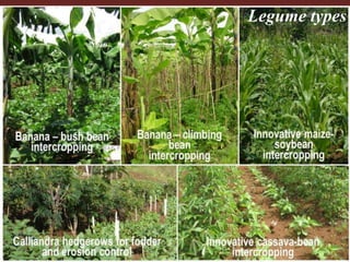 Legume types 
Putting nitrogen fixation to work for smallholder farmers in Africa 
 