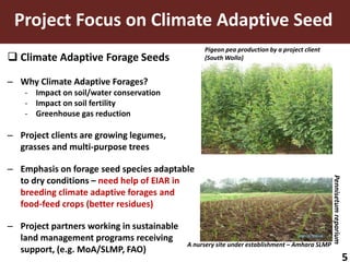  Climate Adaptive Forage Seeds 
– Why Climate Adaptive Forages? 
- Impact on soil/water conservation 
- Impact on soil fertility 
- Greenhouse gas reduction 
– Project clients are growing legumes, 
grasses and multi-purpose trees 
– Emphasis on forage seed species adaptable 
to dry conditions – need help of EIAR in 
breeding climate adaptive forages and 
food-feed crops (better residues) 
– Project partners working in sustainable 
land management programs receiving 
support, (e.g. MoA/SLMP, FAO) 
Pigeon pea production by a project client 
(South Wollo) 
A nursery site under establishment – Amhara SLMP 
Pennisetum reparium 
5 
Project Focus on Climate Adaptive Seed 
 