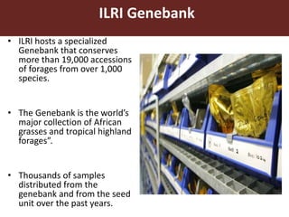 Overview of International Livestock Research (ILRI) activities in Ethiopia