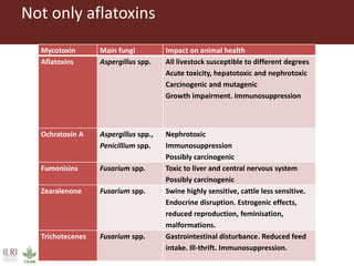 Not only aflatoxins 
Mycotoxin 
Main fungi 
Impact on animal health 
Aflatoxins 
Aspergillus spp. 
All livestock susceptib...