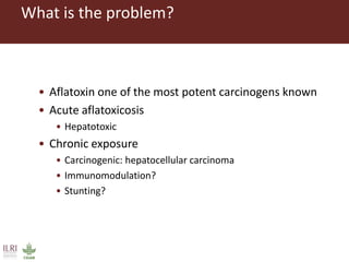 CGIAR research to combat mycotoxin impact in Africa