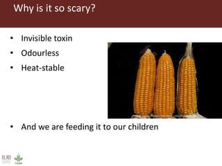 CGIAR research to combat mycotoxin impact in Africa