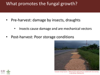 CGIAR research to combat mycotoxin impact in Africa