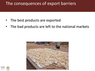 CGIAR research to combat mycotoxin impact in Africa