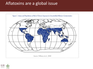 CGIAR research to combat mycotoxin impact in Africa