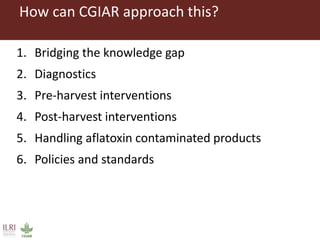 CGIAR research to combat mycotoxin impact in Africa