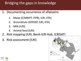 CGIAR research to combat mycotoxin impact in Africa