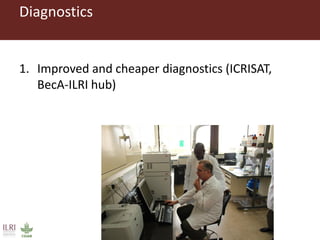 CGIAR research to combat mycotoxin impact in Africa