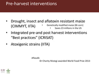 CGIAR research to combat mycotoxin impact in Africa