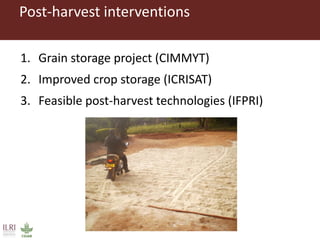 CGIAR research to combat mycotoxin impact in Africa