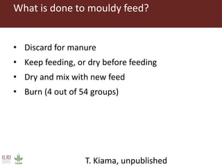 CGIAR research to combat mycotoxin impact in Africa