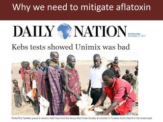 CGIAR research to combat mycotoxin impact in Africa