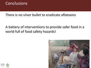 CGIAR research to combat mycotoxin impact in Africa