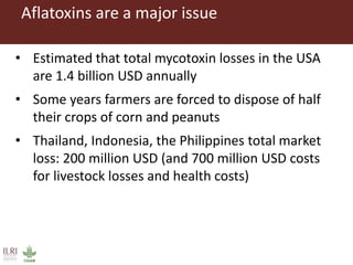 CGIAR research to combat mycotoxin impact in Africa