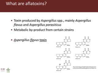 CGIAR research to combat mycotoxin impact in Africa