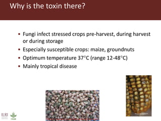 CGIAR research to combat mycotoxin impact in Africa