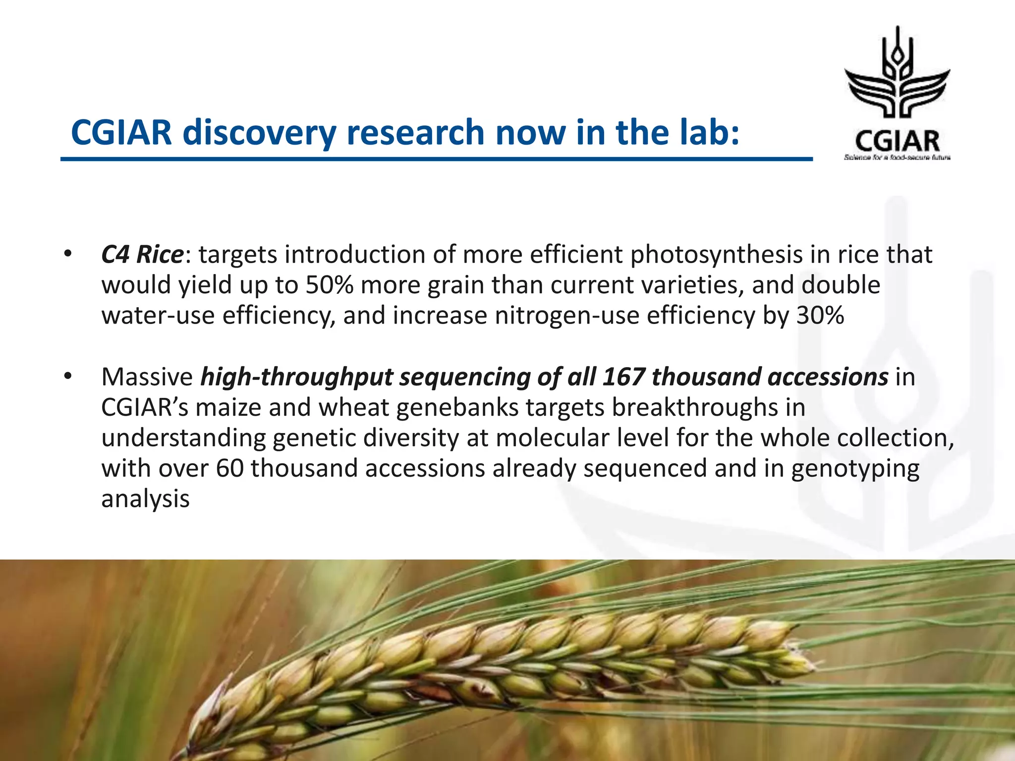 CGIAR discovery research now in the lab:
• C4 Rice: targets introduction of more efficient photosynthesis in rice that
would yield up to 50% more grain than current varieties, and double
water-use efficiency, and increase nitrogen-use efficiency by 30%
• Massive high-throughput sequencing of all 167 thousand accessions in
CGIAR’s maize and wheat genebanks targets breakthroughs in
understanding genetic diversity at molecular level for the whole collection,
with over 60 thousand accessions already sequenced and in genotyping
analysis
12
 