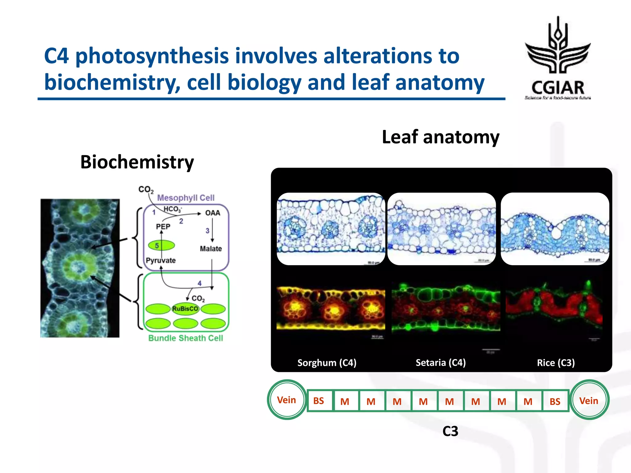 C4 photosynthesis involves alterations to
biochemistry, cell biology and leaf anatomy
Vein VeinBS BSM M M MM MM M
C3
Rice (C3)Sorghum (C4) Setaria (C4)
Leaf anatomy
Biochemistry
 