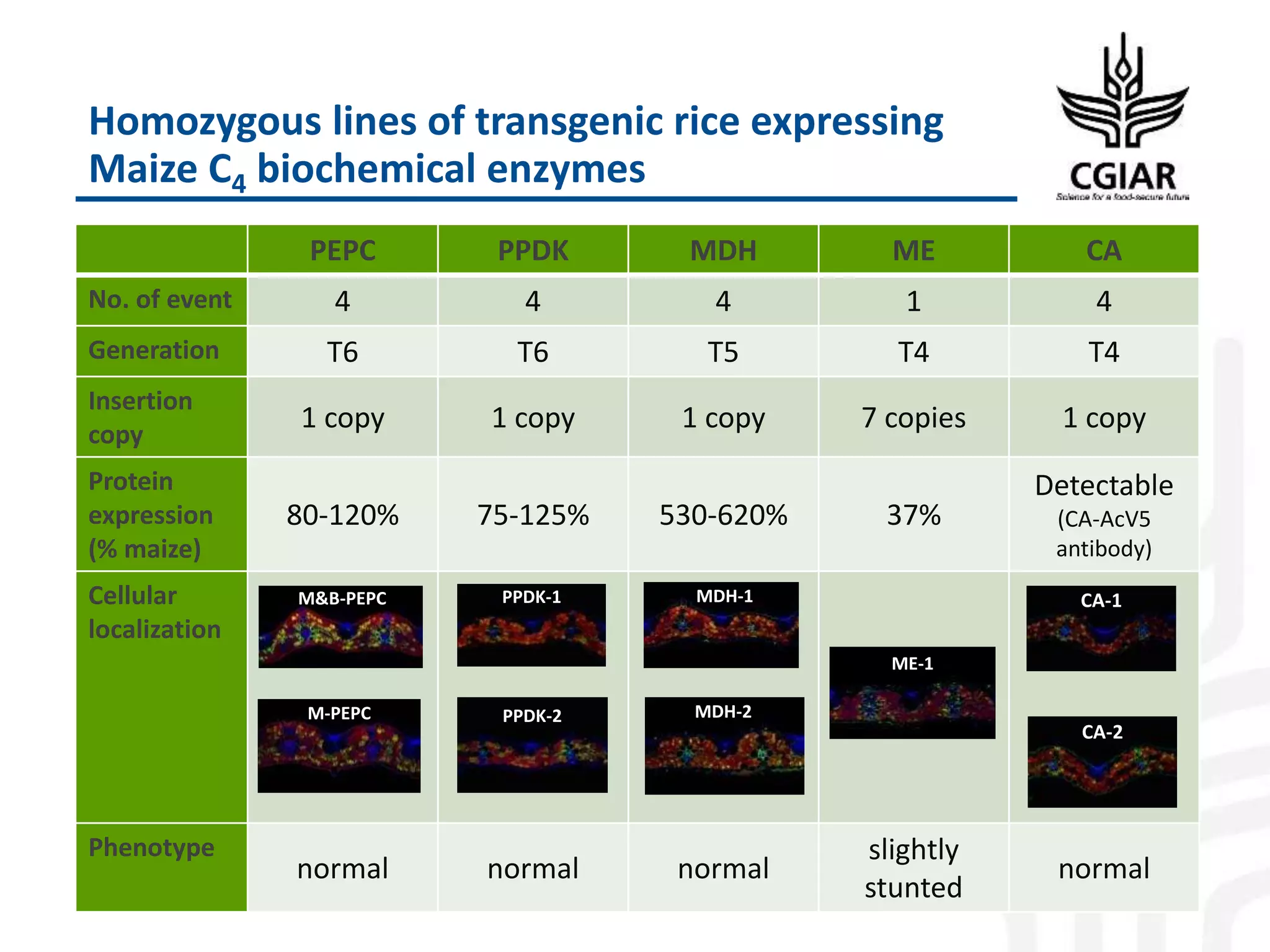 Homozygous lines of transgenic rice expressing
Maize C4 biochemical enzymes
PEPC PPDK MDH ME CA
No. of event 4 4 4 1 4
Generation T6 T6 T5 T4 T4
Insertion
copy
1 copy 1 copy 1 copy 7 copies 1 copy
Protein
expression
(% maize)
80-120% 75-125% 530-620% 37%
Detectable
(CA-AcV5
antibody)
Cellular
localization
Phenotype
normal normal normal
slightly
stunted
normal
M-PEPC
M&B-PEPC PPDK-1
PPDK-2
CA-1
CA-2
MDH-1
MDH-2
ME-1
 