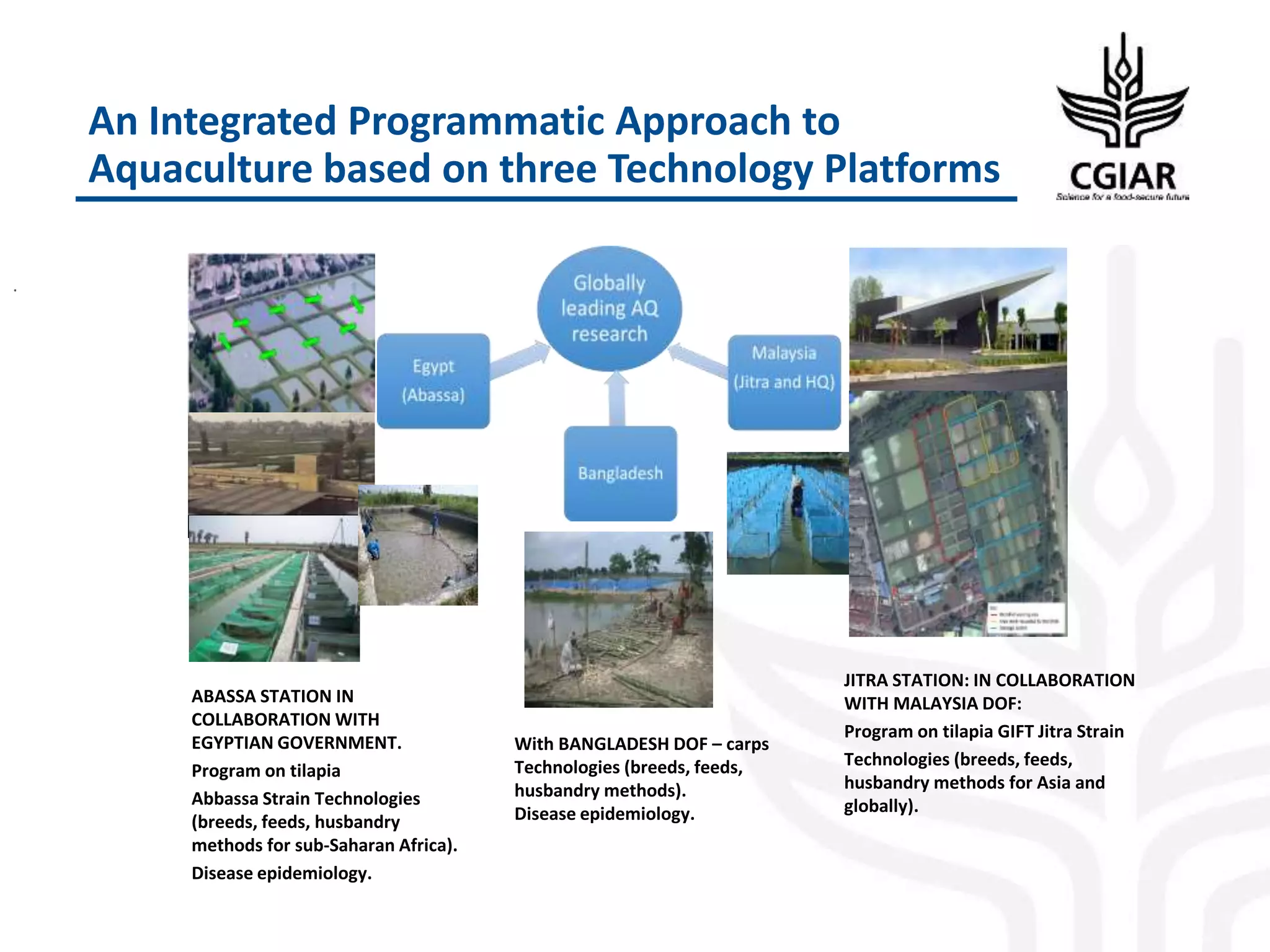 An Integrated Programmatic Approach to
Aquaculture based on three Technology Platforms
.
ABASSA STATION IN
COLLABORATION WITH
EGYPTIAN GOVERNMENT.
Program on tilapia
Abbassa Strain Technologies
(breeds, feeds, husbandry
methods for sub-Saharan Africa).
Disease epidemiology.
JITRA STATION: IN COLLABORATION
WITH MALAYSIA DOF:
Program on tilapia GIFT Jitra Strain
Technologies (breeds, feeds,
husbandry methods for Asia and
globally).
With BANGLADESH DOF – carps
Technologies (breeds, feeds,
husbandry methods).
Disease epidemiology.
 