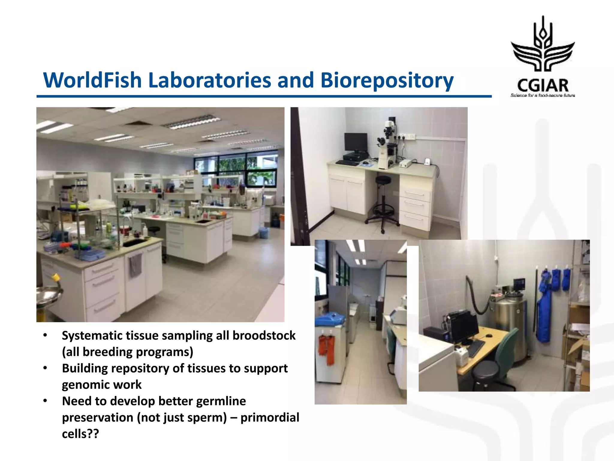 WorldFish Laboratories and Biorepository
• Systematic tissue sampling all broodstock
(all breeding programs)
• Building repository of tissues to support
genomic work
• Need to develop better germline
preservation (not just sperm) – primordial
cells??
 