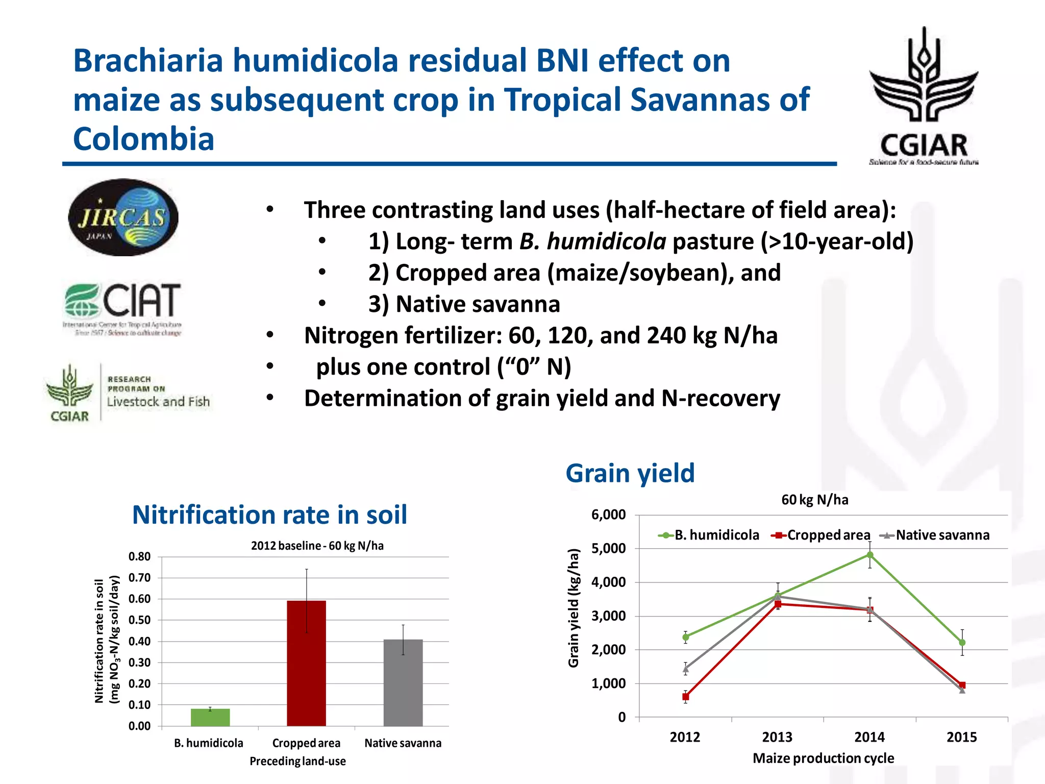 Brachiaria humidicola residual BNI effect on
maize as subsequent crop in Tropical Savannas of
Colombia
• Three contrasting land uses (half-hectare of field area):
• 1) Long- term B. humidicola pasture (>10-year-old)
• 2) Cropped area (maize/soybean), and
• 3) Native savanna
• Nitrogen fertilizer: 60, 120, and 240 kg N/ha
• plus one control (“0” N)
• Determination of grain yield and N-recovery
Grain yield
0
1,000
2,000
3,000
4,000
5,000
6,000
2012 2013 2014 2015
Grainyield(kg/ha)
Maize production cycle
60 kg N/ha
B. humidicola Croppedarea Native savanna
0.00
0.10
0.20
0.30
0.40
0.50
0.60
0.70
0.80
B. humidicola Croppedarea Native savanna
Nitrificationrateinsoil
(mgNO3-N/kgsoil/day)
Precedingland-use
2012baseline- 60 kg N/ha
Nitrification rate in soil
 