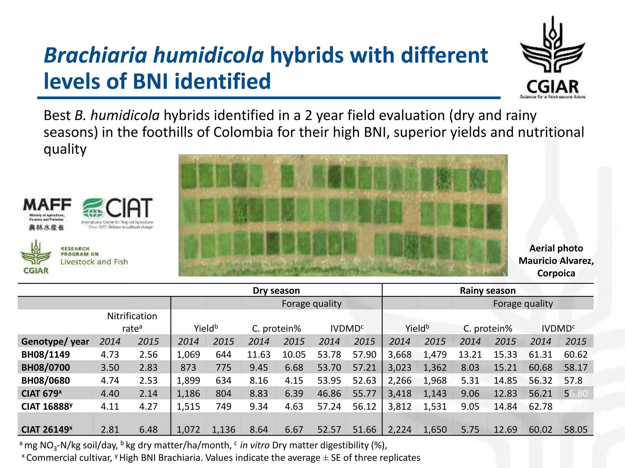 Brachiaria humidicola hybrids with different
levels of BNI identified
Best B. humidicola hybrids identified in a 2 year field evaluation (dry and rainy
seasons) in the foothills of Colombia for their high BNI, superior yields and nutritional
quality
Dry season Rainy season
Forage quality Forage quality
Nitrification
ratea Yieldb C. protein% IVDMDc Yieldb C. protein% IVDMDc
Genotype/ year 2014 2015 2014 2015 2014 2015 2014 2015 2014 2015 2014 2015 2014 2015
BH08/1149 4.73 2.56 1,069 644 11.63 10.05 53.78 57.90 3,668 1,479 13.21 15.33 61.31 60.62
BH08/0700 3.50 2.83 873 775 9.45 6.68 53.70 57.21 3,023 1,362 8.03 15.21 60.68 58.17
BH08/0680 4.74 2.53 1,899 634 8.16 4.15 53.95 52.63 2,266 1,968 5.31 14.85 56.32 57.84
CIAT 679x 4.40 2.14 1,186 804 8.83 6.39 46.86 55.77 3,418 1,143 9.06 12.83 56.21 56.80
CIAT 16888y 4.11 4.27 1,515 749 9.34 4.63 57.24 56.12 3,812 1,531 9.05 14.84 62.78 60.83
CIAT 26149x 2.81 6.48 1,072 1,136 8.64 6.67 52.57 51.66 2,224 1,650 5.75 12.69 60.02 58.05
Aerial photo
Mauricio Alvarez,
Corpoica
a mg NO3-N/kg soil/day, b kg dry matter/ha/month, c in vitro Dry matter digestibility (%),
x Commercial cultivar, y High BNI Brachiaria. Values indicate the average ± SE of three replicates
 