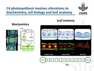 Enhancing Global Food Resources: CGIAR Strategy and its future Portfolio of Programs 2017–2030
