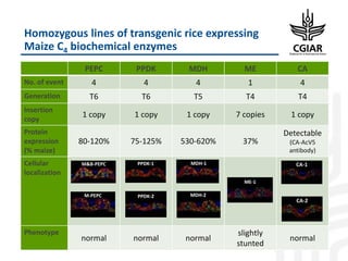 Enhancing Global Food Resources: CGIAR Strategy and its future Portfolio of Programs 2017–2030