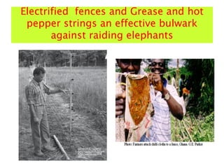 Electrified fences and Grease and hot
pepper strings an effective bulwark
against raiding elephants
 