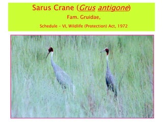 Sarus Crane (Grus antigone)
Fam. Gruidae,
Schedule – VI, Wildlife (Protection) Act, 1972
 