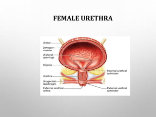 FEMALE URETHRA
 