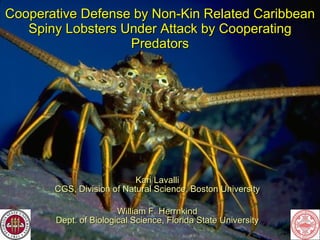 Cooperative Defense by Non-Kin Related Caribbean Spiny Lobsters Under Attack by Cooperating Predators Kari Lavalli CGS, Division of Natural Science, Boston University William F. Herrnkind Dept. of Biological Science, Florida State University 