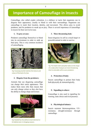 3
Camouflage, also called cryptic coloration, is a defence or tactic that organisms use to
disguise their appearance, usually to blend in with their surroundings. Organisms use
camouflage to mask their location, identity, and movement. This allows prey to avoid
predators, and for predators to sneak up on prey. There is several importance of camouflage
in insects for their survival at ease.
1. To prey at ease:
Predators camouflage themselves to blend
into its environment in order to stalk up
their prey. This is very common incidence
of camouflaging.
2. Disguise from the predators:
Animals that use disguising camouflage
can change their entire appearance. This
makes them more elite than insects that
can only change colour as they also have
the ability to change shape and texture.
3. More threatening look:
Insect disguises its self as a much larger or
powerful animal in order to survive.
4. Protection of body:
Insects camouflage to protect their body
both physically & immunologically.
5. Signalling to others:
Camouflage is also used in signalling for
warning, mate choice and rival presence.
6. Physiological balance:
Insects maintain thermoregulation, UV-
resistance, drought-resistance through
camouflage.
Importance of Camouflage in Insects
Fig: A praying mantid matches the texture and
colour of the bark of a tree.
Fig: Katydid has the ability to look identical to
its habitat even in changing seasons.
Fig: The hawk moth caterpillar takes on the shape
of a snake when trying to act more threatening
that its venerable self to scare predators.
 