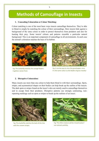 5
1. Concealing Colouration or Colour Matching:
Colour matching is one of the most basic ways insects camouflage themselves. They’re able
to blend in simply by matching the colour of their surroundings. Here insects hide against a
background of the same colour in order to protect themselves from predators and also for
hunting their prey. Some insects' colours and patterns resemble a particular natural
background. This is an important component of camouflage in all environments. In each case
the animal's coloration matches the hues of its habitat.
2. Disruptive Colouration:
Many insects use more than one colour to help them blend in with their surroundings. Spots,
stripes, and asymmetrical shapes on their bodies can help break up the outline of the insects.
The dark spots or stripes found on the insect’s skin are mainly used to camouflage themselves
and to escape from their predators. Disruptive patterns use strongly contrasting, non-
repeating markings such as spots or stripes to break up the outlines of an insect.
Fig: This butterfly matches the orange flowers
it gathers nectar from.
Fig: It can be easy to miss the grasshopper since
it’s the same colour as the blades of grass nearby!
Methods of Camouflage in Insects
Fig: This butterfly matches the bark of the tree
with the uneven stripes.
Fig: This little creature will be missed easily if
not noticed carefully.
 
