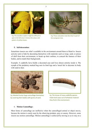 7
5. Self-decoration:
Sometimes insects use what’s available in the environment around them to blend in. Insects
actively seek to hide by decorating themselves with materials such as twigs, sand, or pieces
of shell from their environment, to break up their outlines, to conceal the features of their
bodies, and to match their backgrounds.
Example: A caddisfly larva builds a decorated case and lives almost entirely inside it. The
nymph of the predatory masked bug uses its hind legs and a 'tarsal fan' to decorate its body
with sand or dust.
6. Motion Camouflage:
Most forms of camouflage are ineffective when the camouflaged animal or object moves,
because the motion is easily seen by the observing predator, prey or enemy. However, some
insects use motion camouflage. Motion camouflage is achieved by moving so as to stay on a
Fig: Masked hunter bugs camouflage themselves
by covering their bodies with grains of sand.
Fig: The cloudless sulphur might be difficult to
spot in the fall since it mimics the colour and
pattern of yellow leaves.
Fig: These caterpillars look like they’re part of
this evergreen tree.
Fig: The larvae of many caddisfly species
make hard cases out of whatever material
they find in the environment.
 