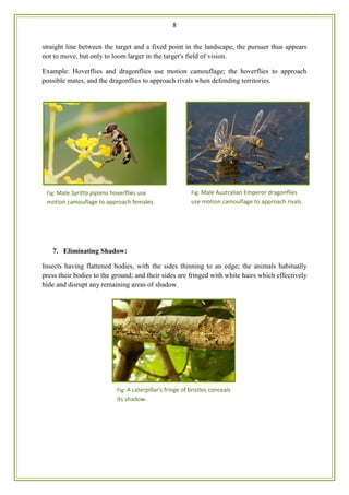 8
straight line between the target and a fixed point in the landscape; the pursuer thus appears
not to move, but only to loom larger in the target's field of vision.
Example: Hoverflies and dragonflies use motion camouflage; the hoverflies to approach
possible mates, and the dragonflies to approach rivals when defending territories.
7. Eliminating Shadow:
Insects having flattened bodies, with the sides thinning to an edge; the animals habitually
press their bodies to the ground; and their sides are fringed with white hairs which effectively
hide and disrupt any remaining areas of shadow.
Fig: Male Syritta pipiens hoverflies use
motion camouflage to approach females.
Fig: Male Australian Emperor dragonflies
use motion camouflage to approach rivals.
Fig: A caterpillar's fringe of bristles conceals
its shadow.
 